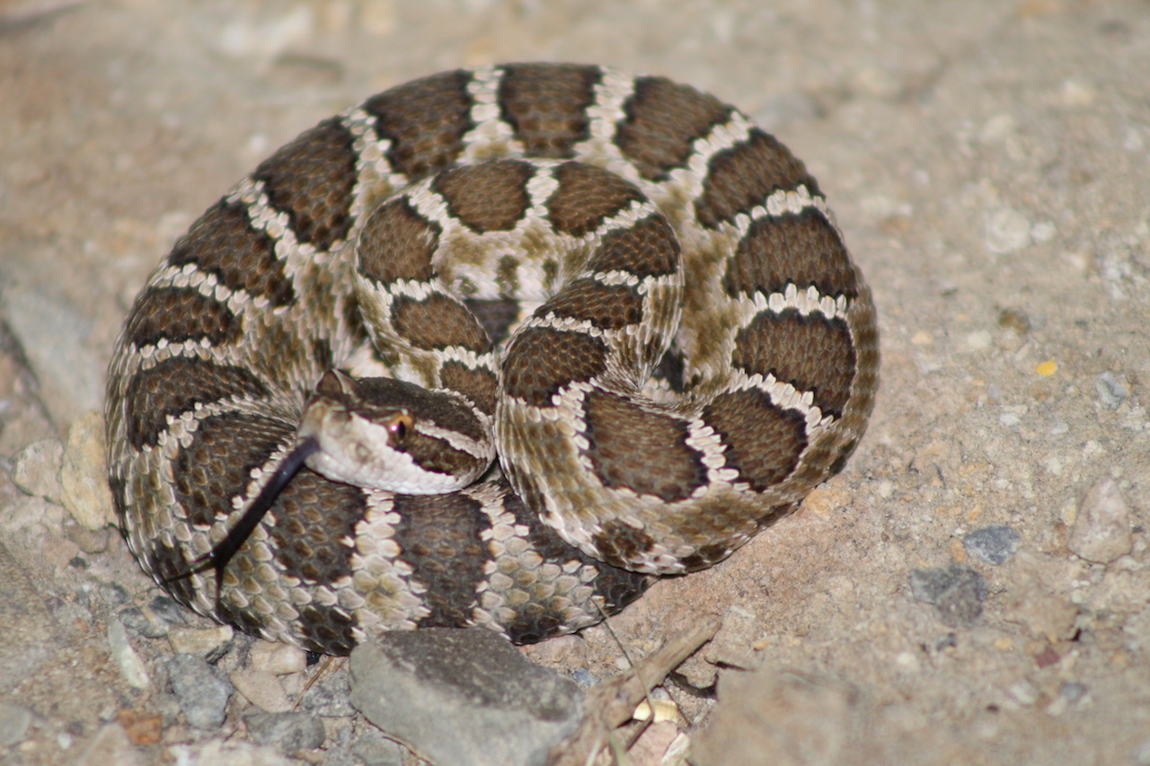 Northern Pacific Rattlesnake