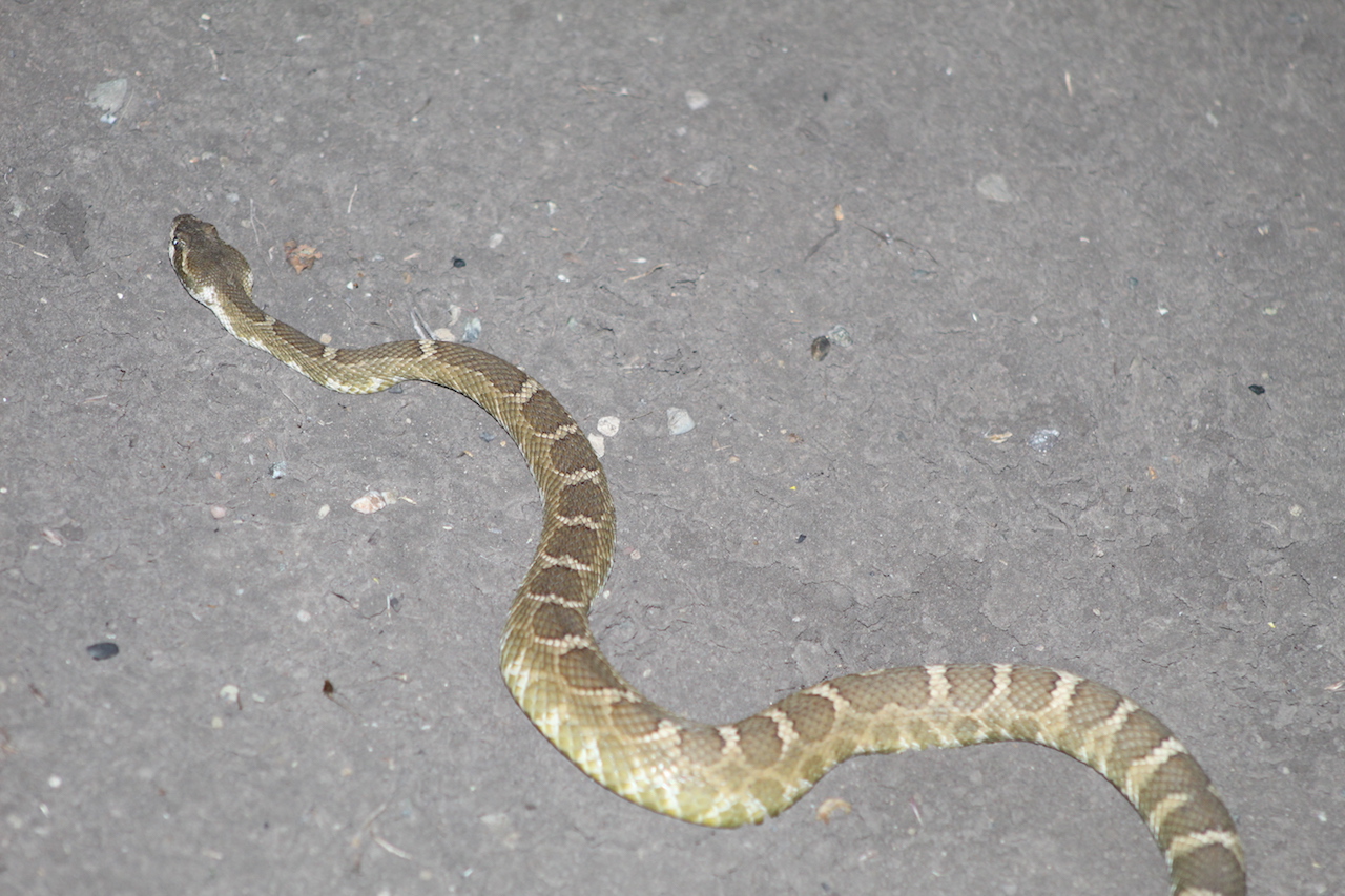 Northern Pacific Rattlesnake