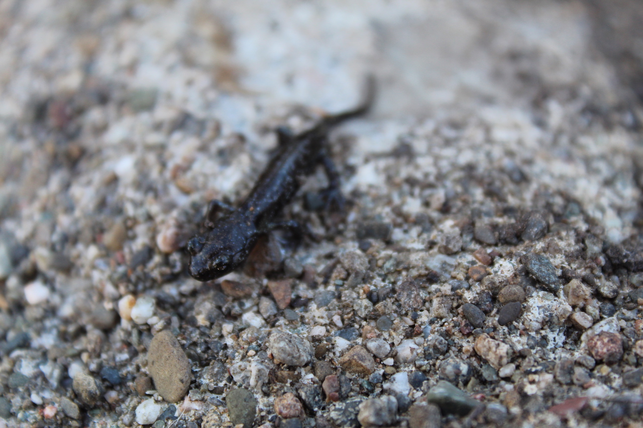 Arboreal Salamanders