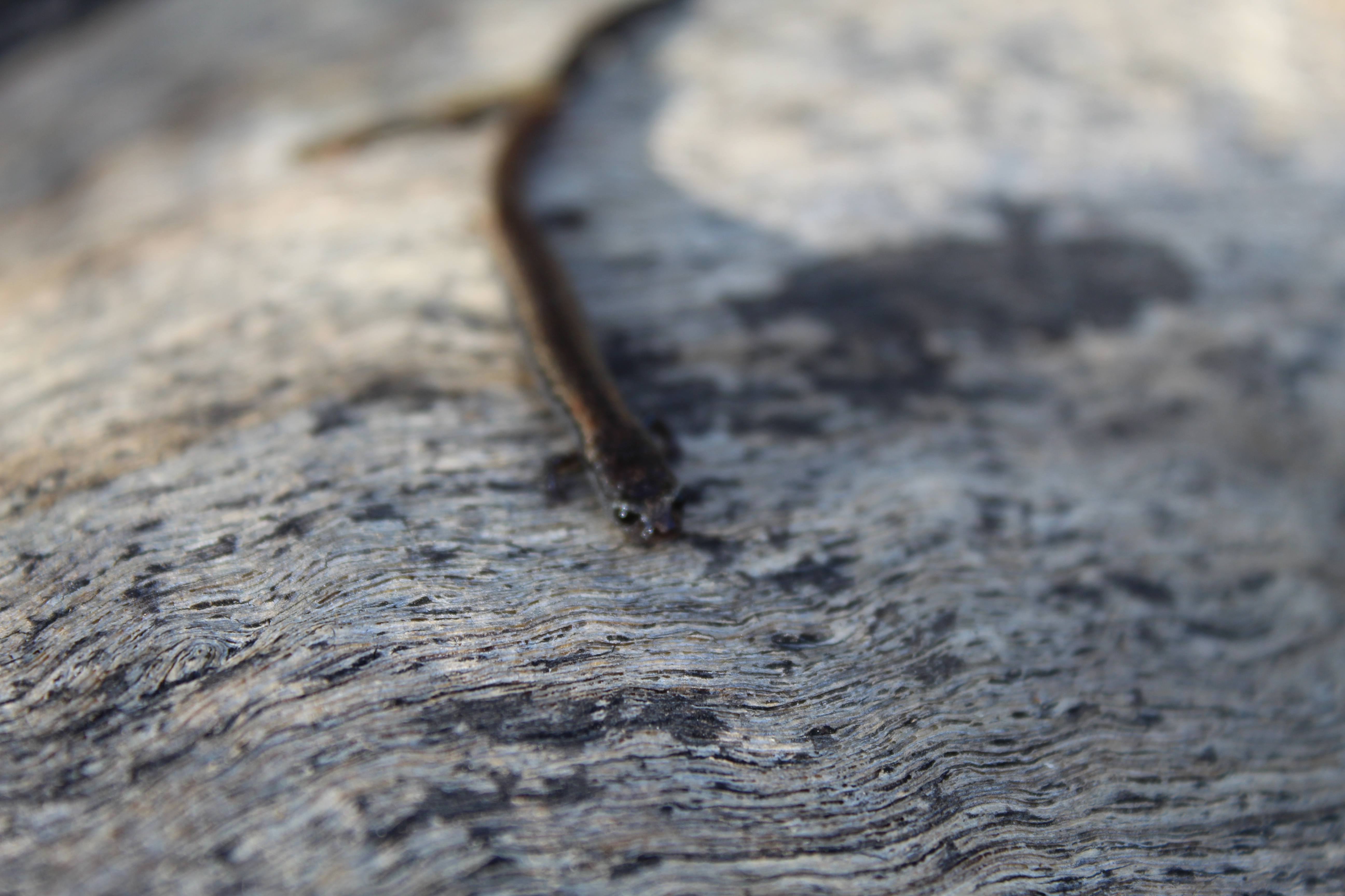 California Slender Salamanders