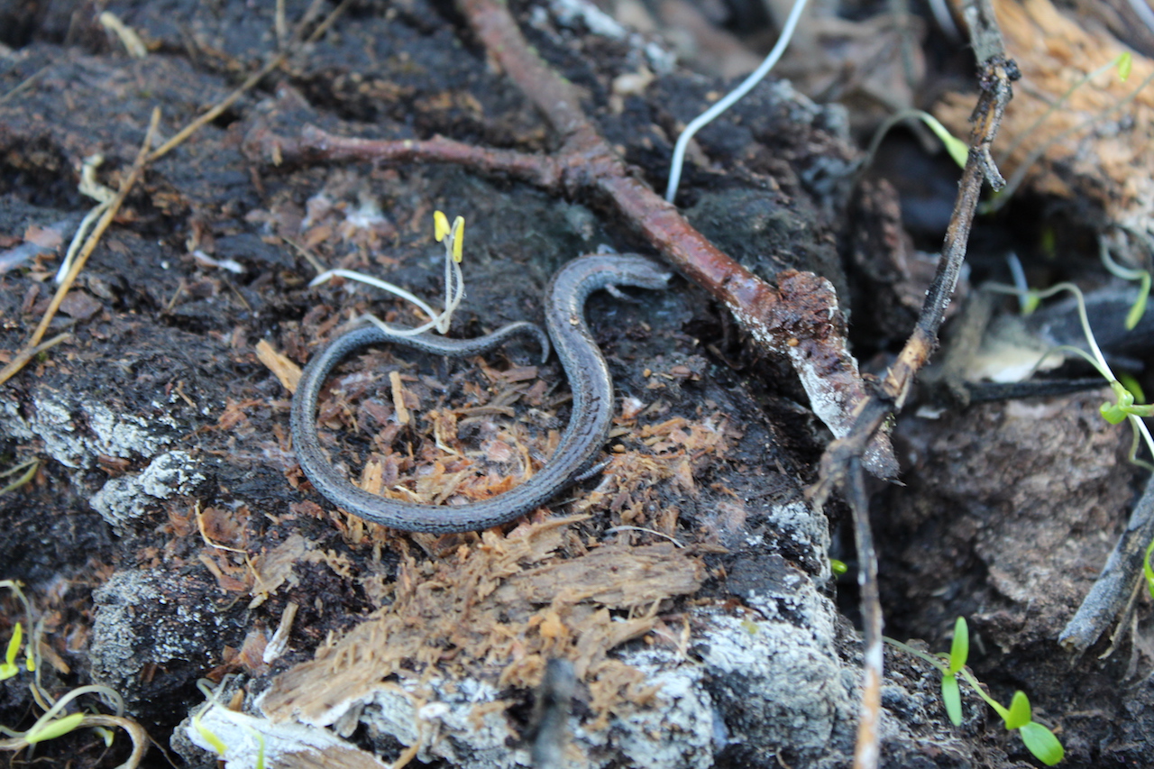 California Slender Salamanders