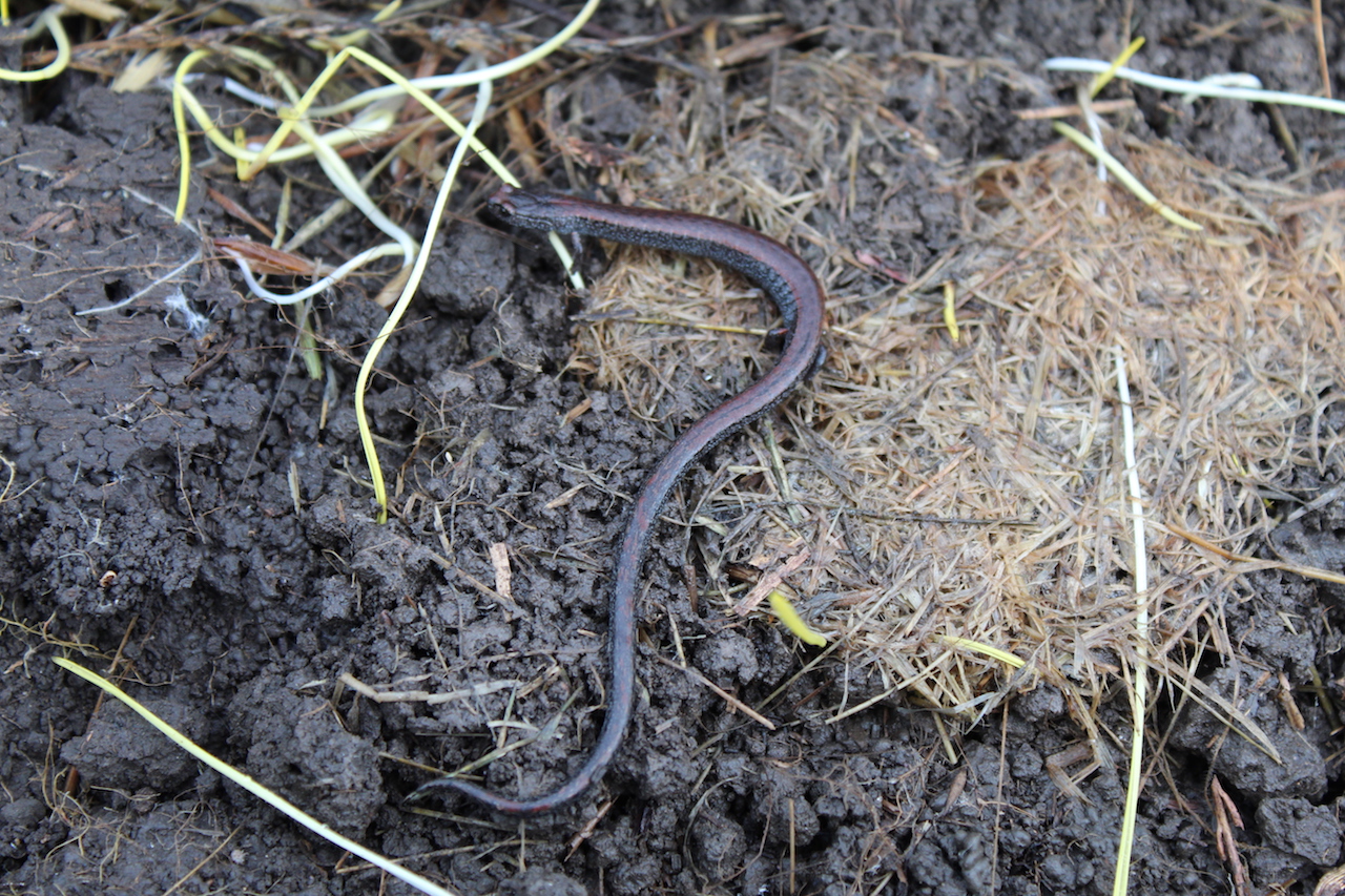 California Slender Salamanders