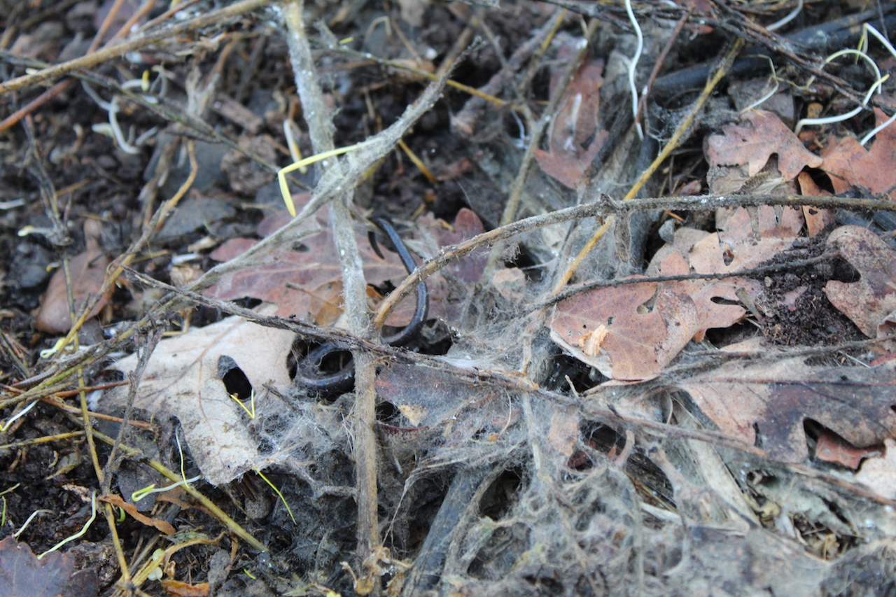 California Slender Salamanders