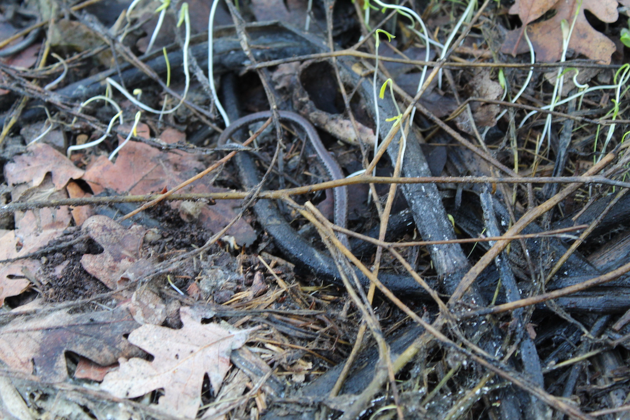 California Slender Salamanders