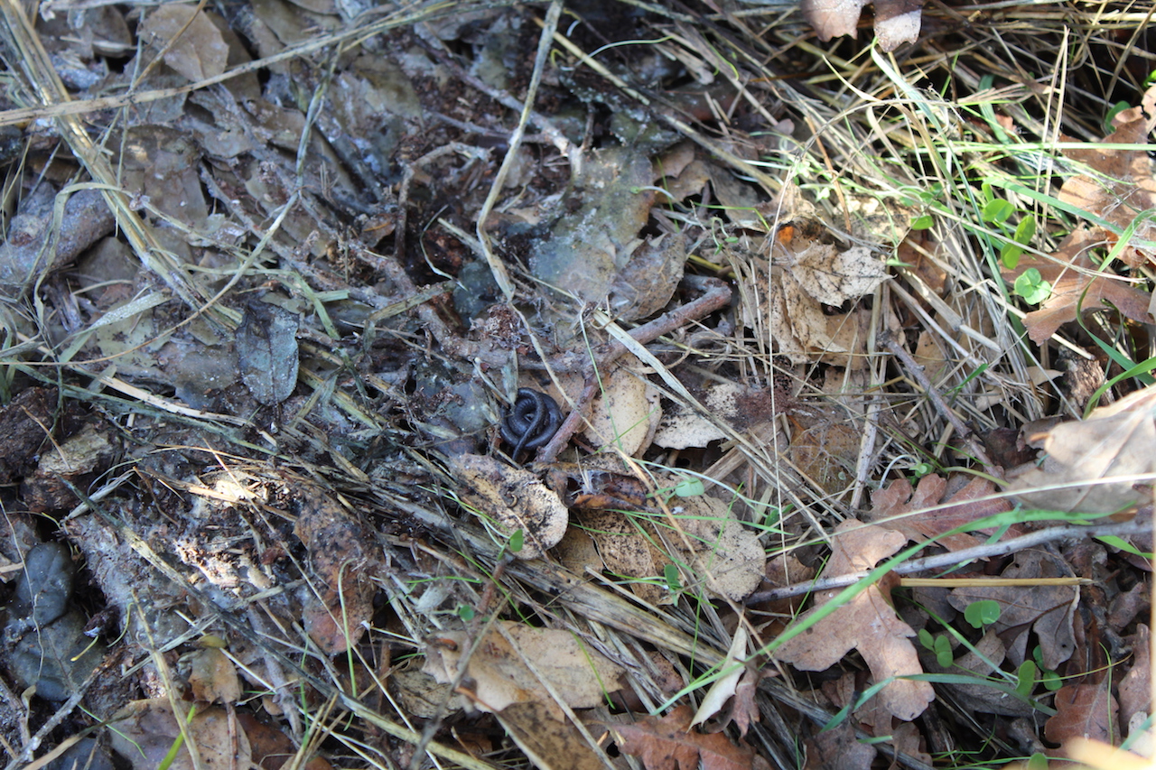 California Slender Salamanders