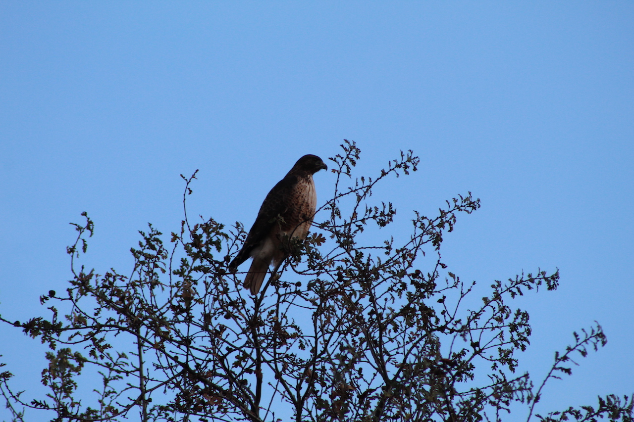 Coopers Hawk