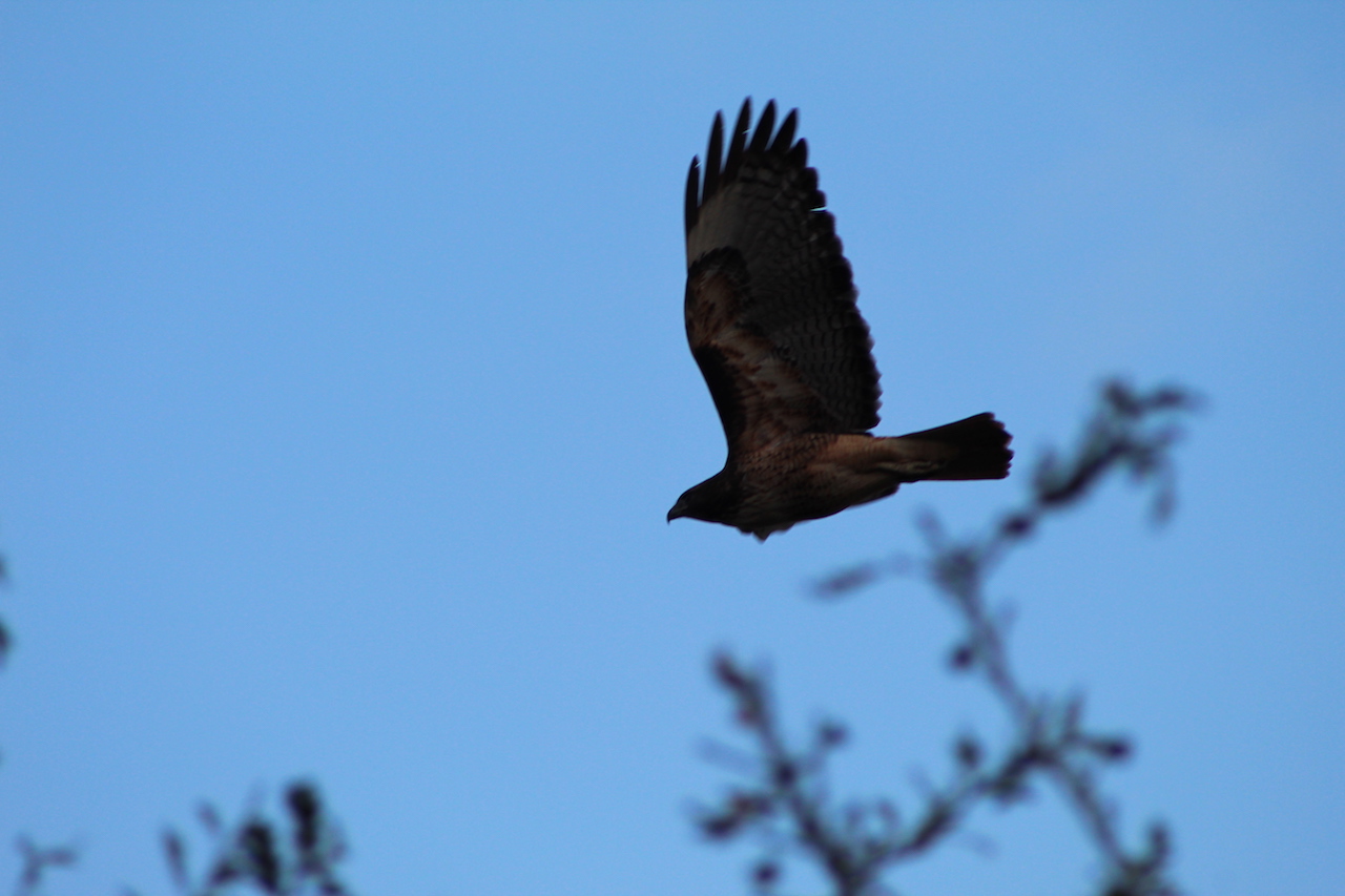 Coopers Hawk