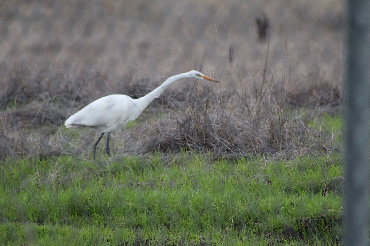 Great Egret