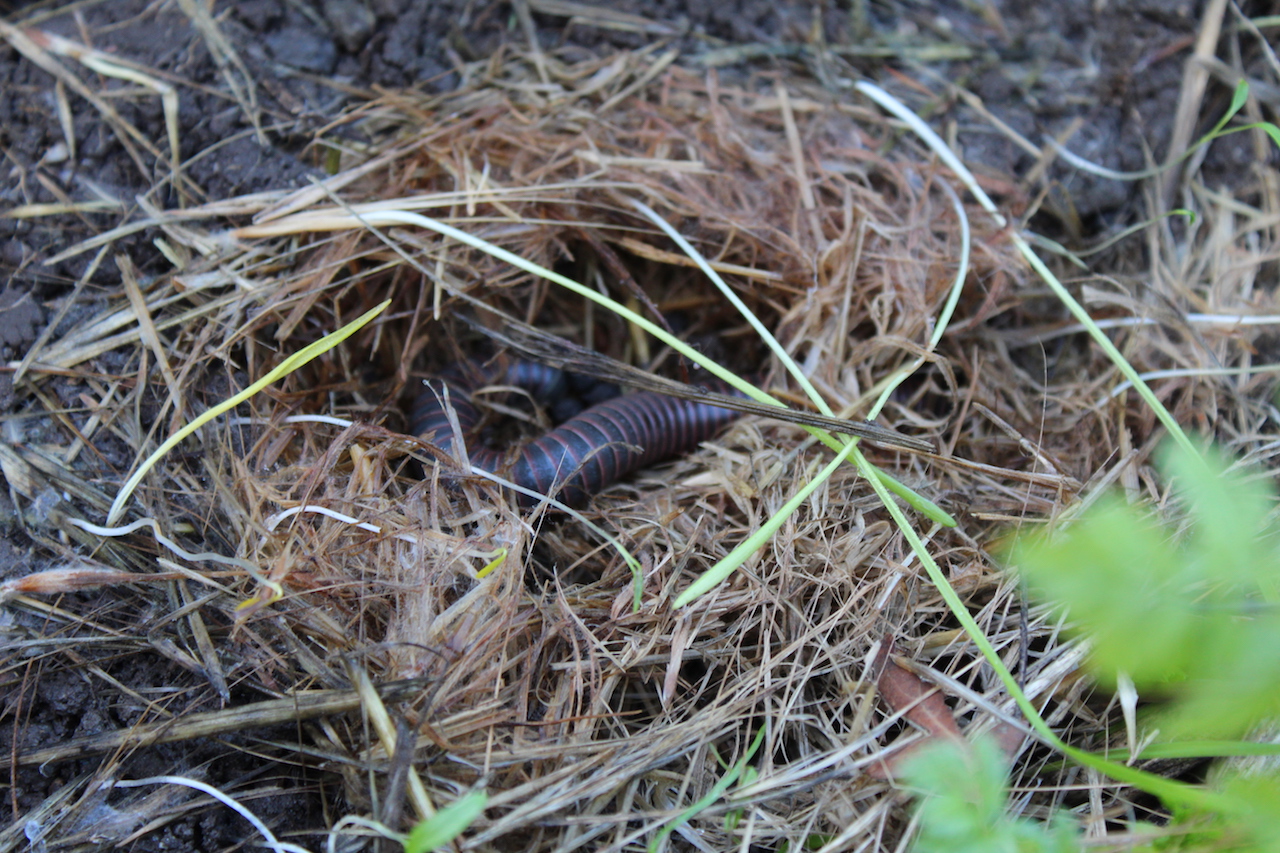 Paeromopus angusticeps