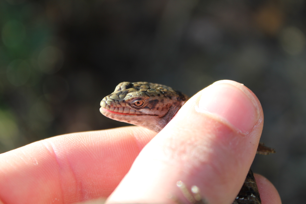 Northern Pacific Alligator Lizard