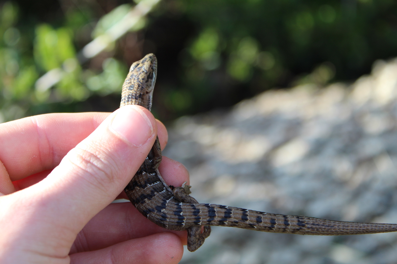 Northern Pacific Alligator Lizard