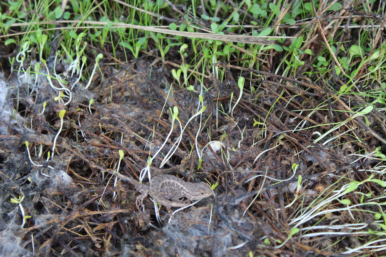 Western Fence Lizard