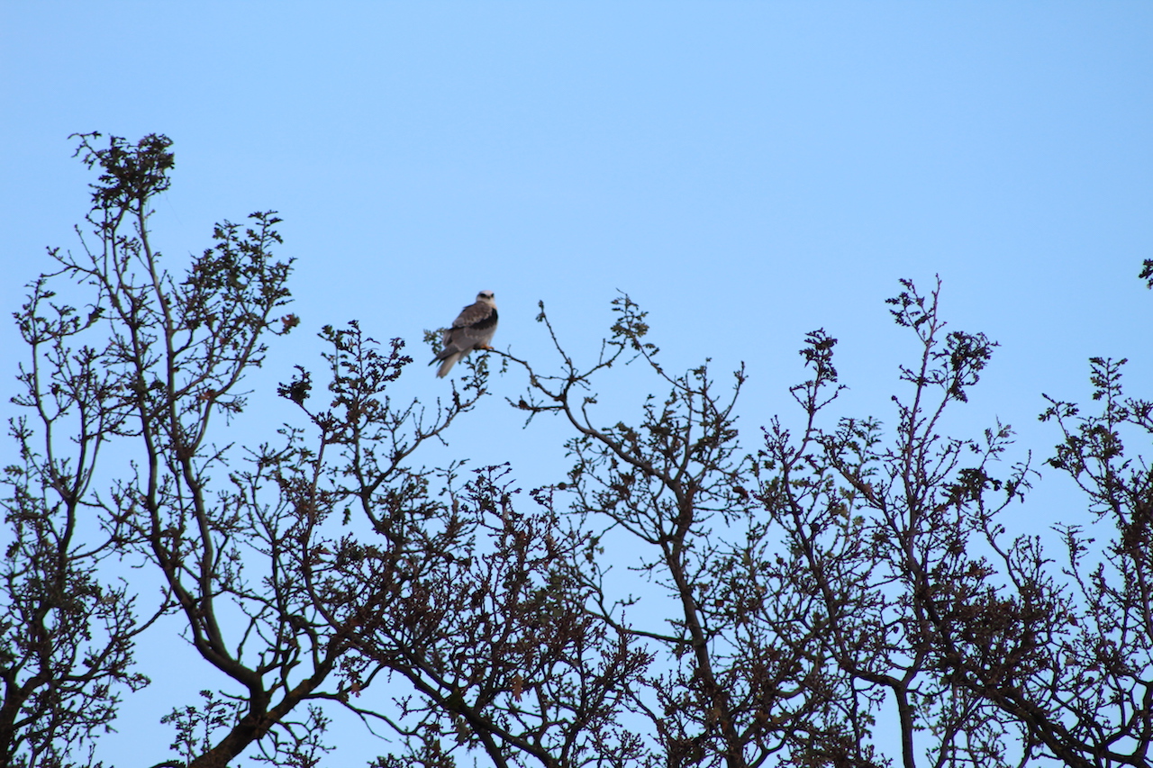 White-Tailed Kite