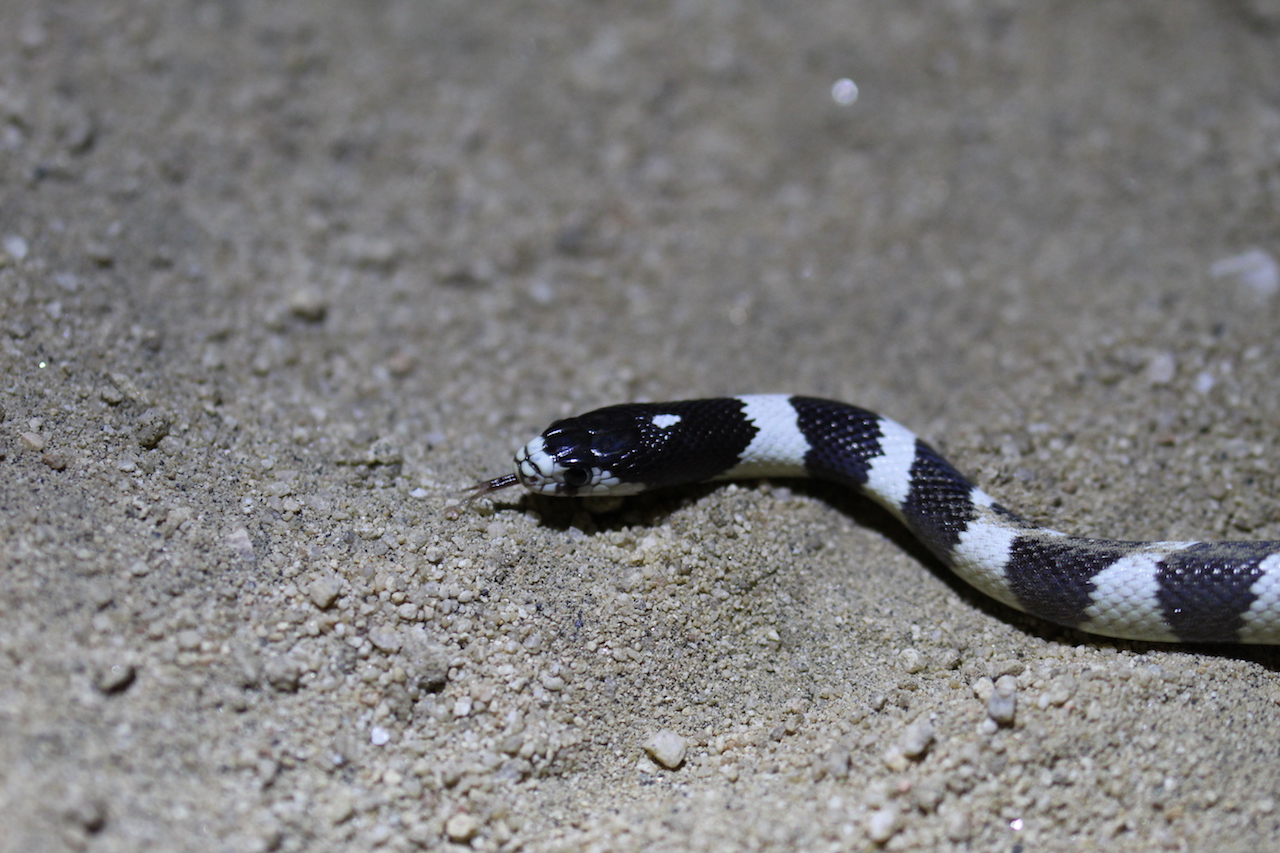 California Kingsnake