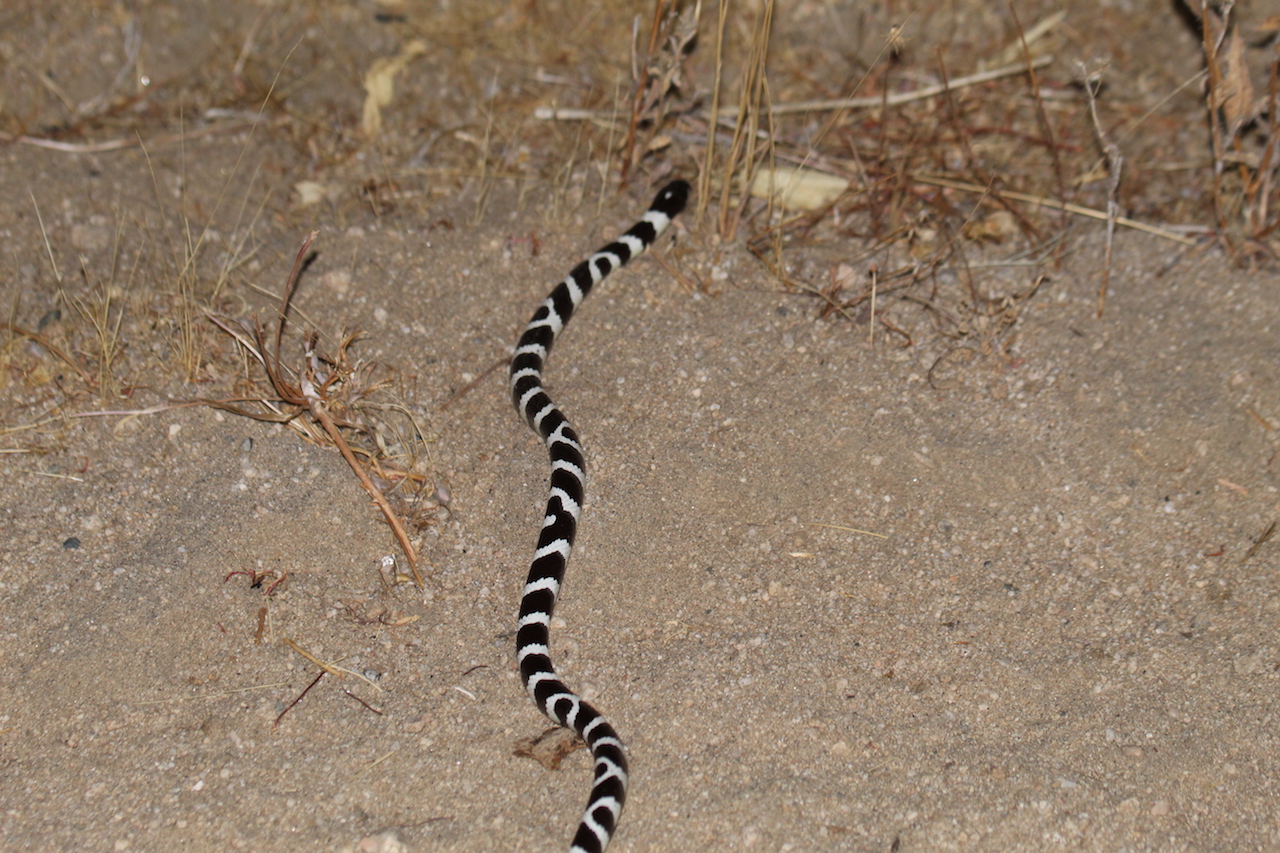 California Kingsnake