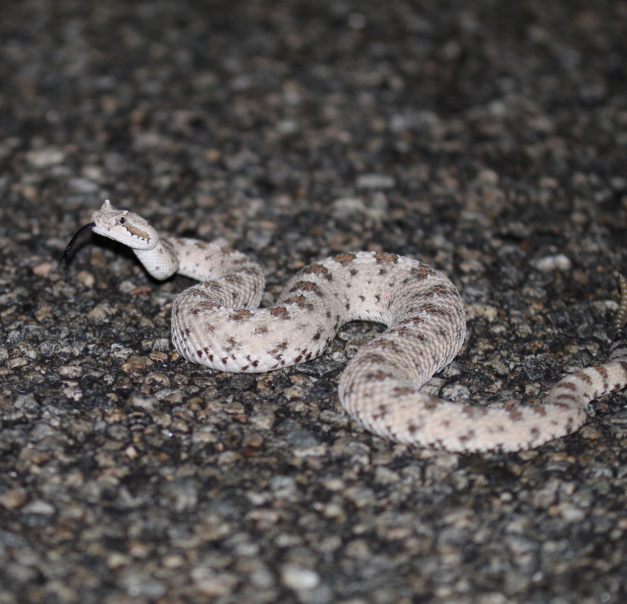 Colorado Desert Sidewinder