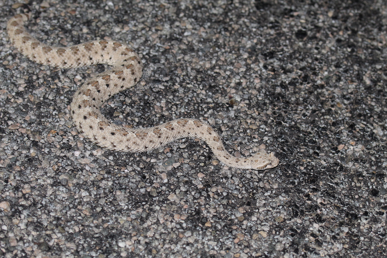 Colorado Desert Sidewinder