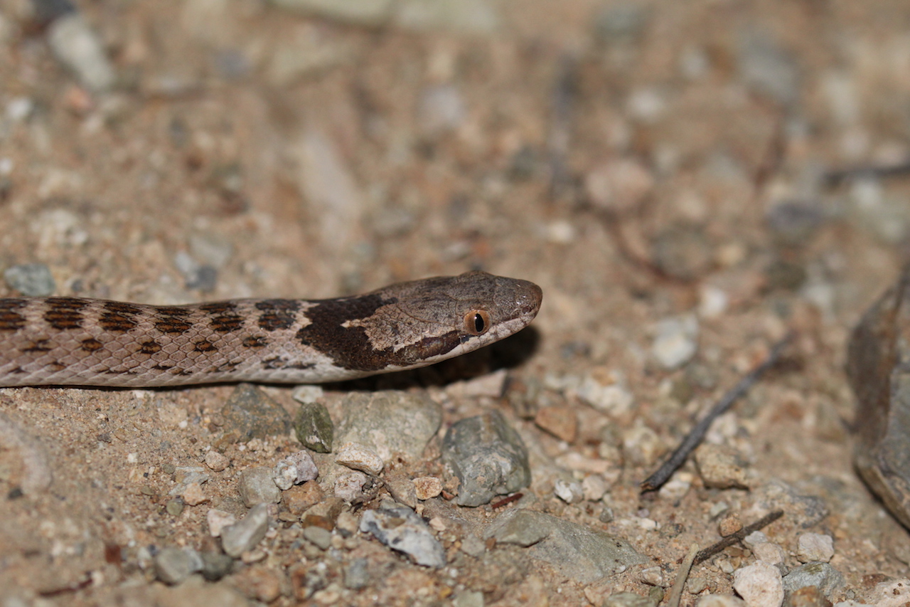 Desert Nightsnake