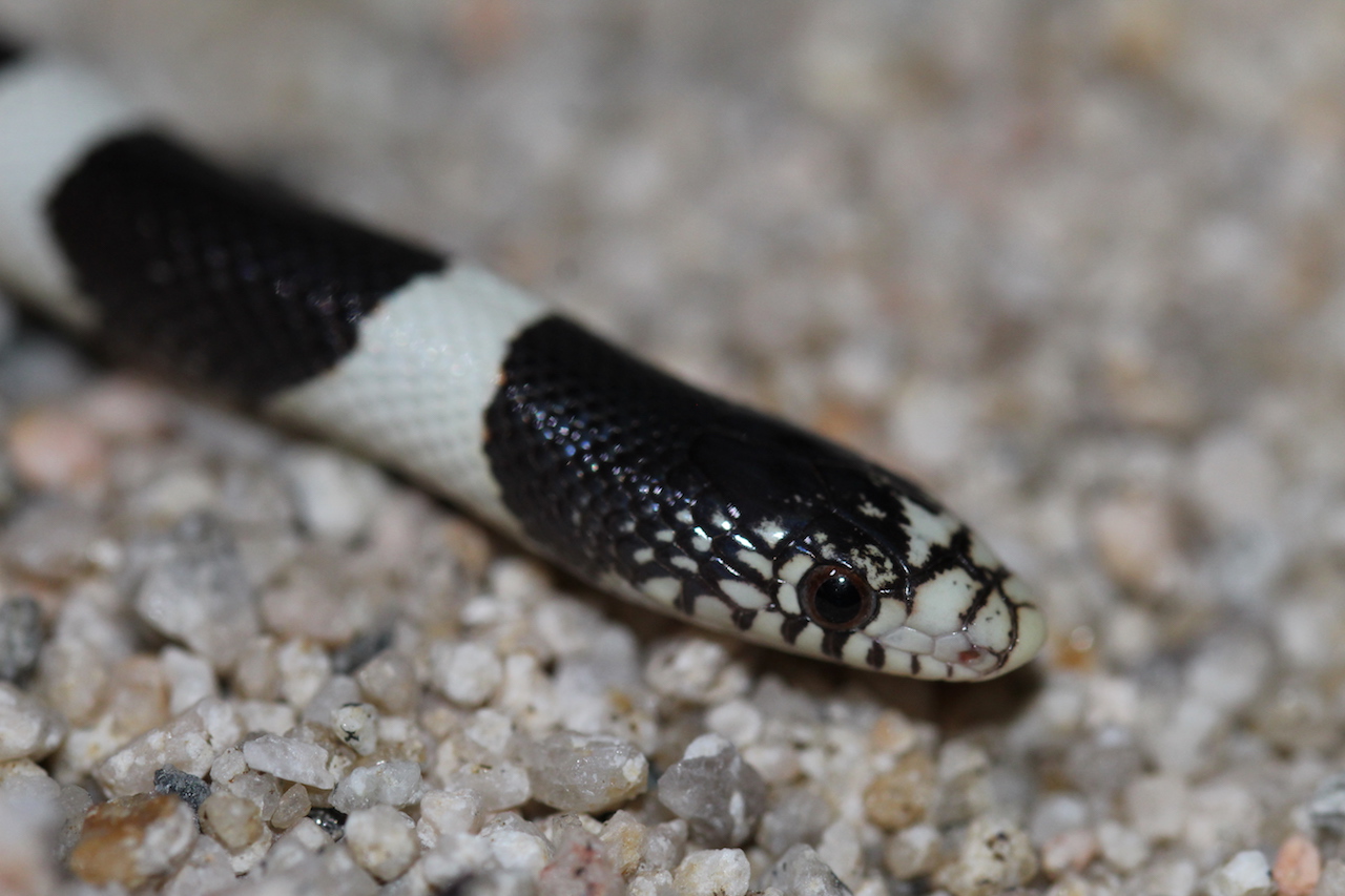 Long-nosed Snake