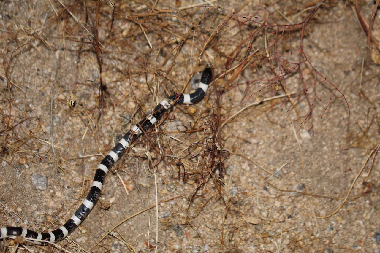 Long-nosed Snake