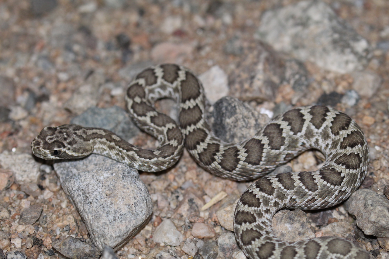 Northern Mohave Rattlesnake