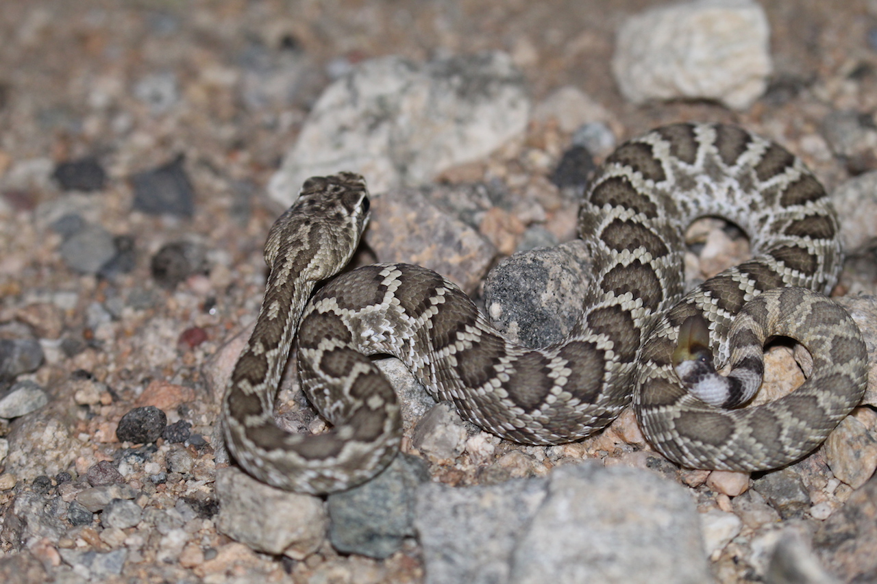 Northern Mohave Rattlesnake