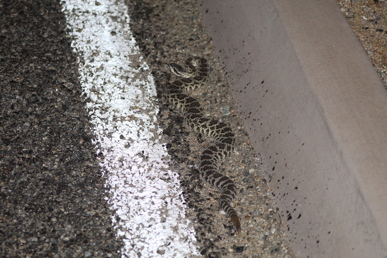 Northern Mohave Rattlesnake