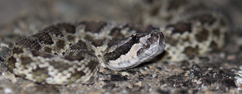 Northern Mohave Rattlesnake