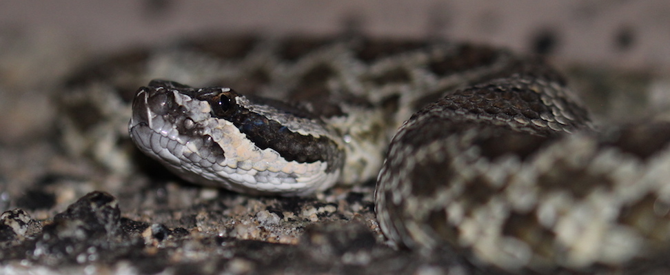 Northern Mohave Rattlesnake