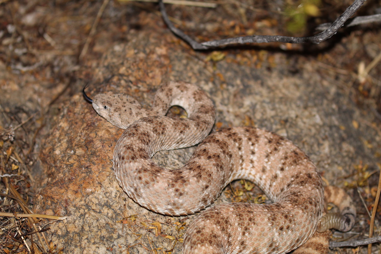 Southwestern Speckled Rattlesnake