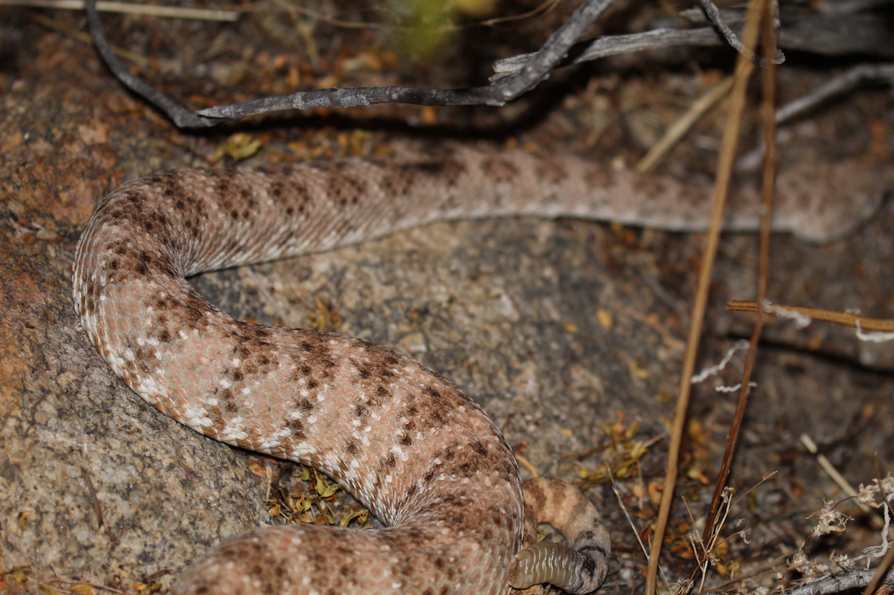 Southwestern Speckled Rattlesnake