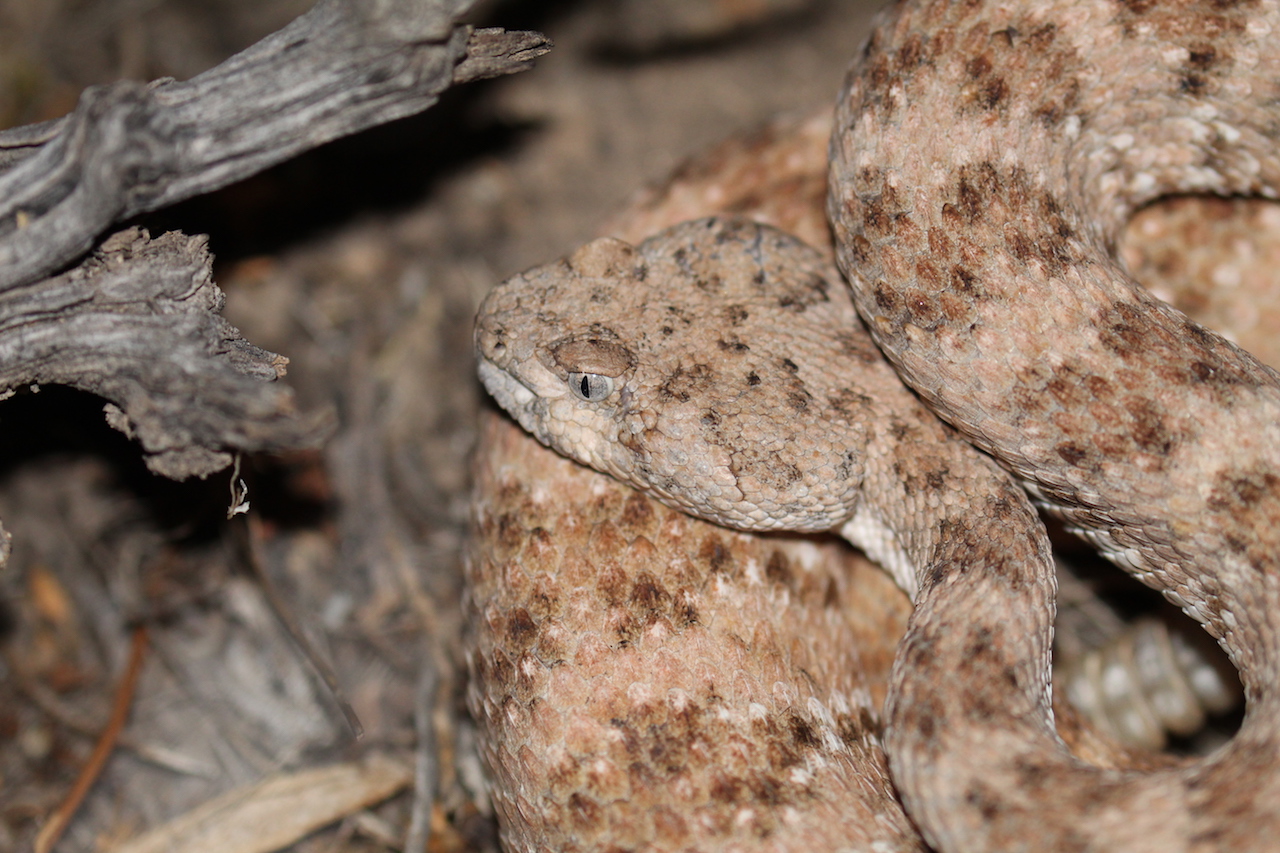 Southwestern Speckled Rattlesnake