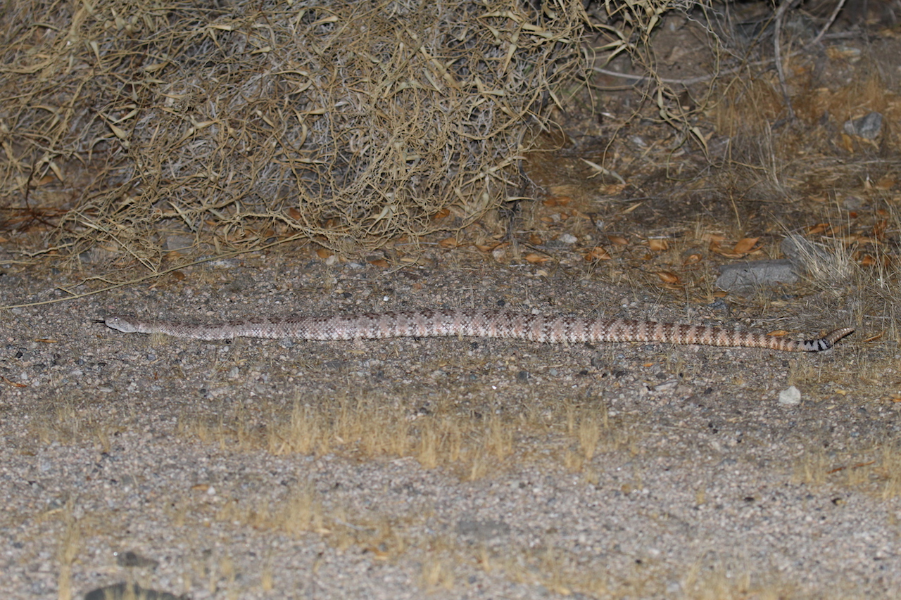 Southwestern Speckled Rattlesnake