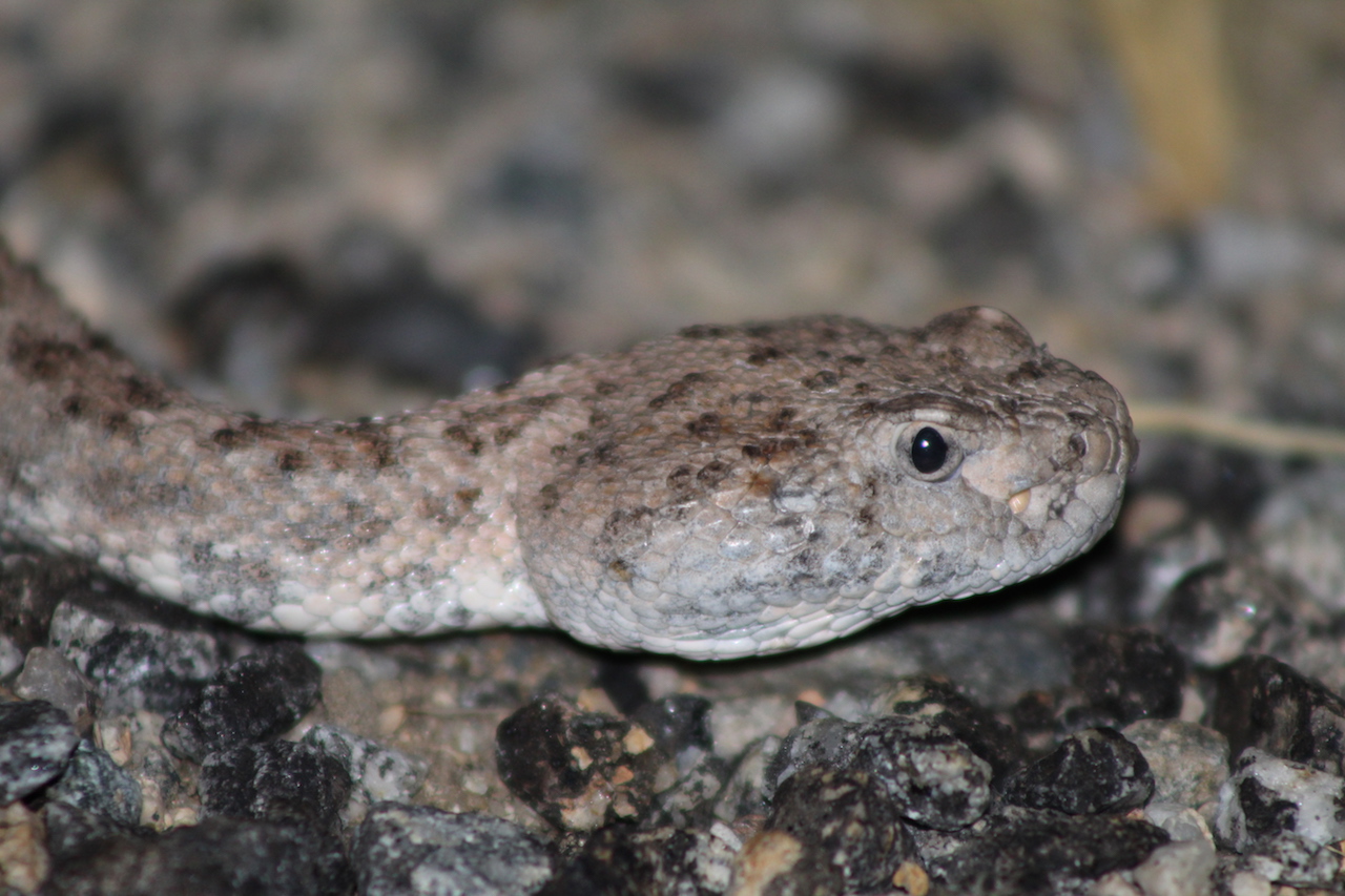 Southwestern Speckled Rattlesnake