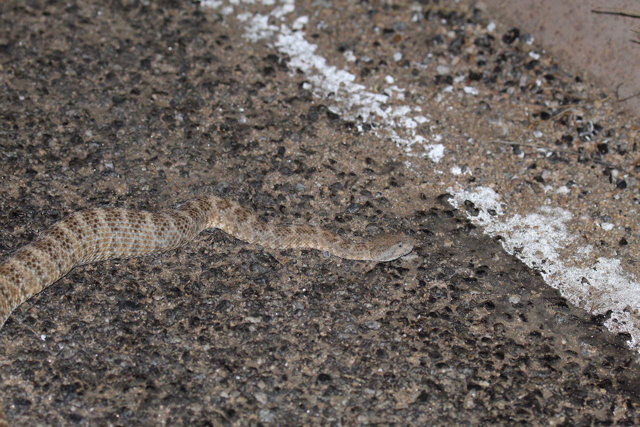 Southwestern Speckled Rattlesnake