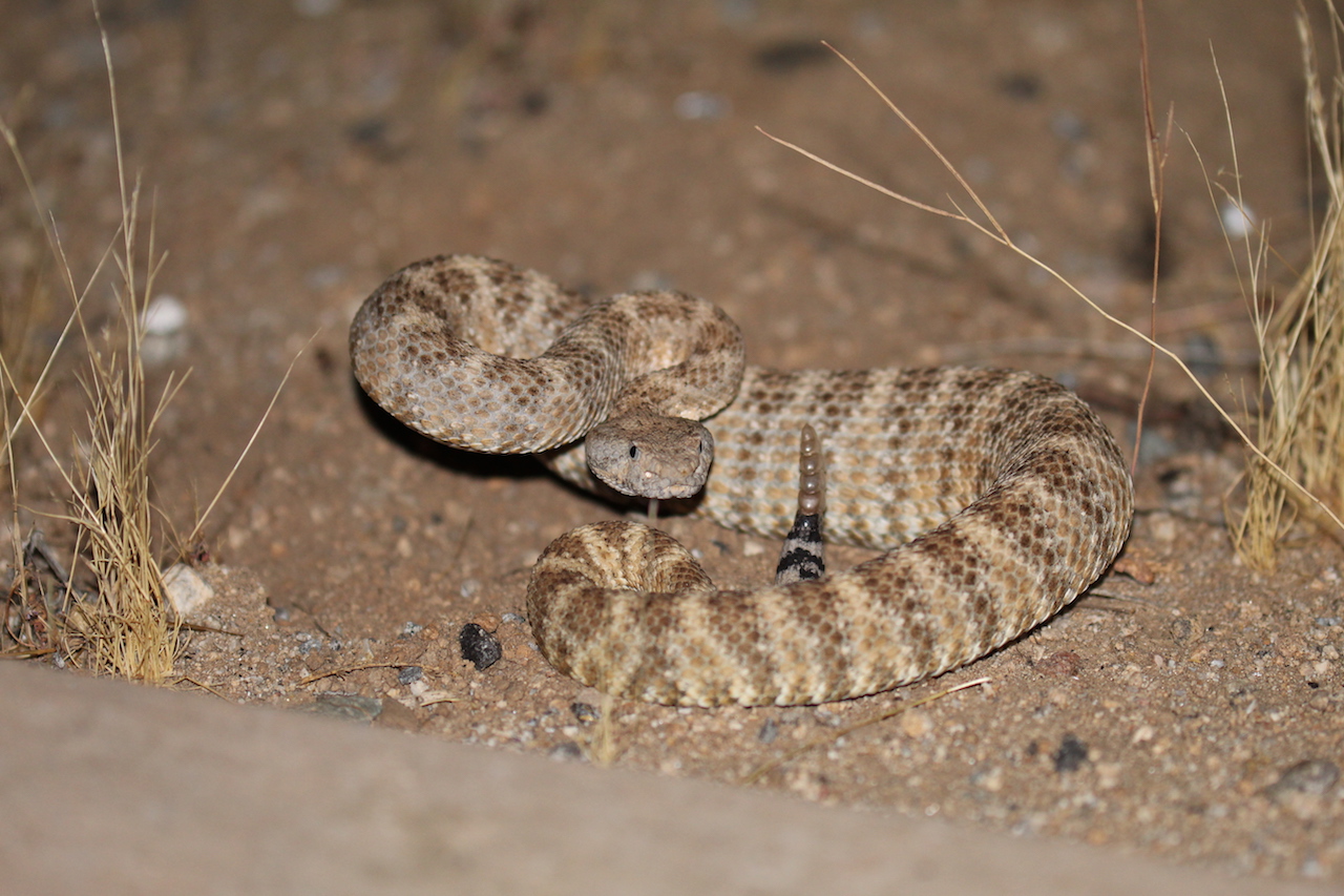 Southwestern Speckled Rattlesnake