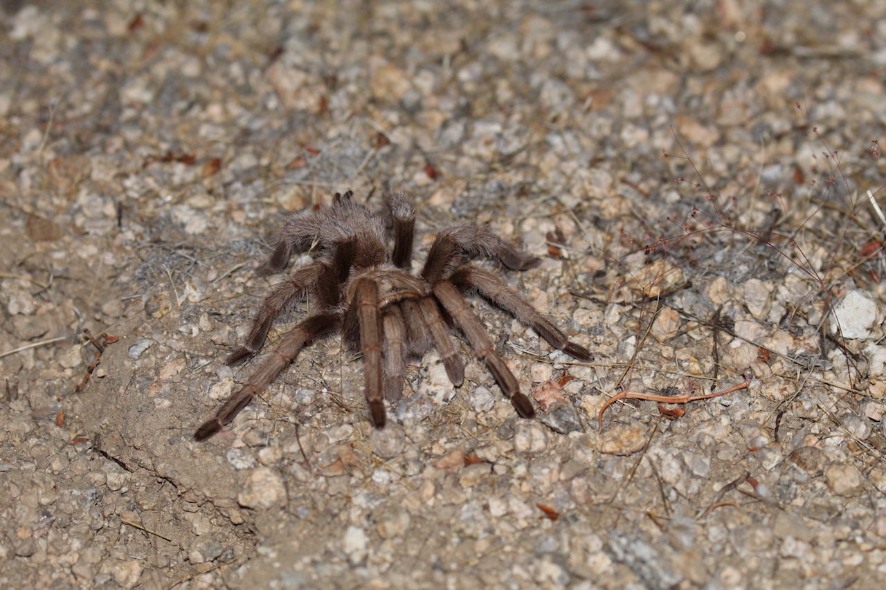 Tarantula