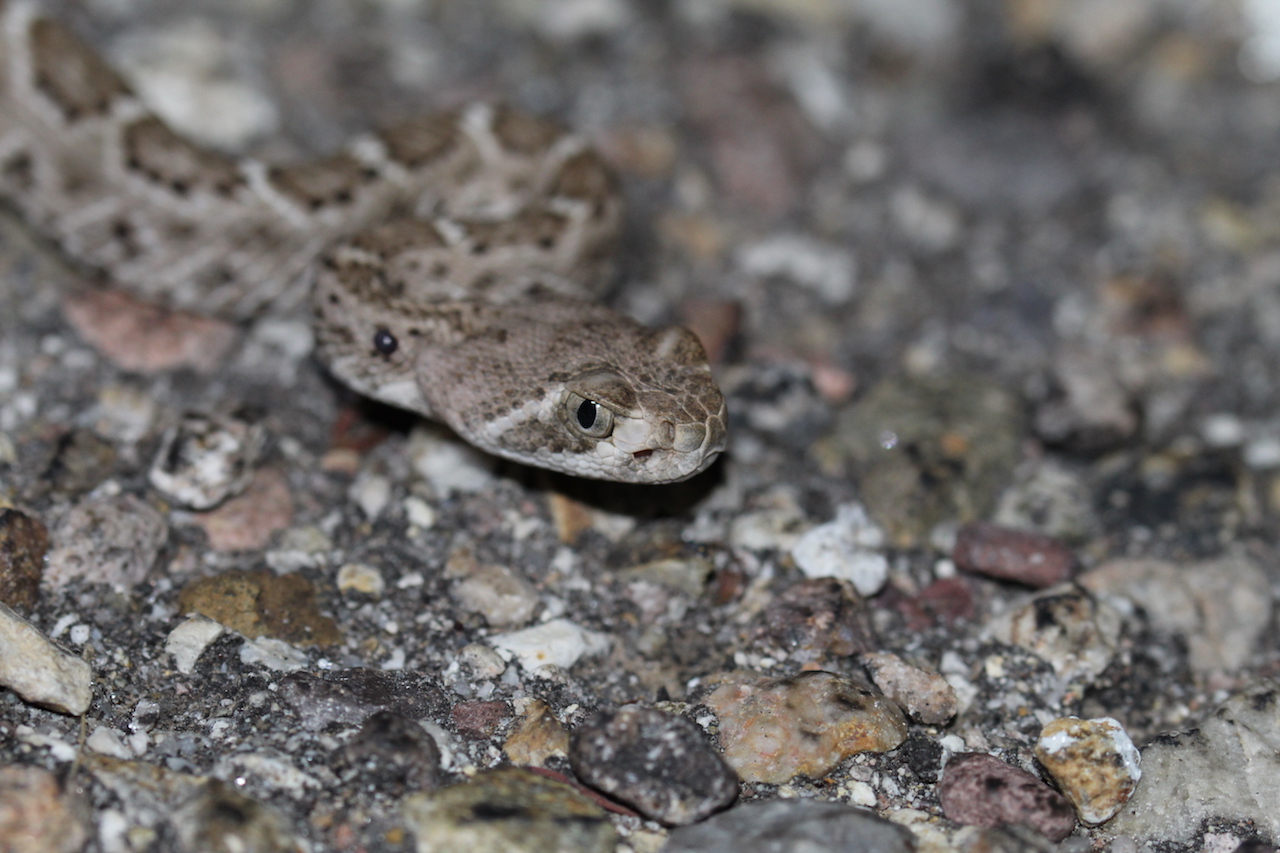 Western Diamond-backed Rattlesnake