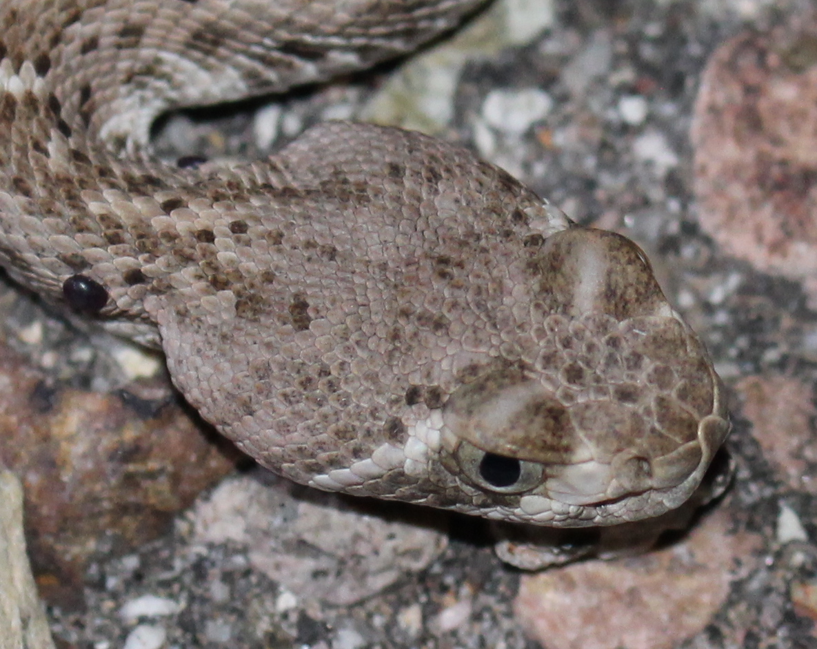 Western Diamond-backed Rattlesnake