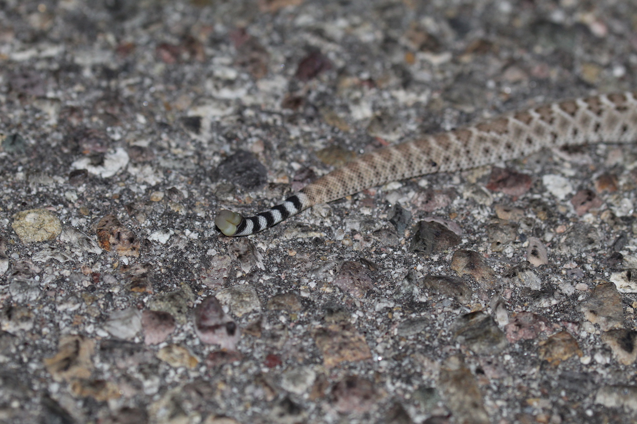 Western Diamond-backed Rattlesnake