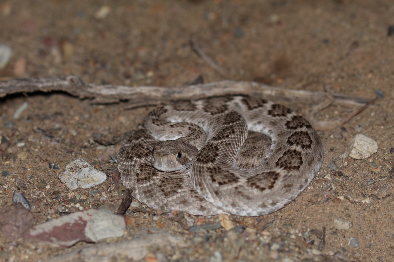 Western Diamond-backed Rattlesnake