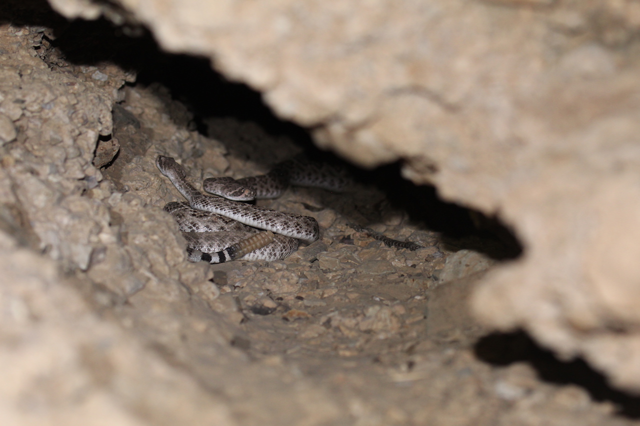 Western Diamond-backed Rattlesnake