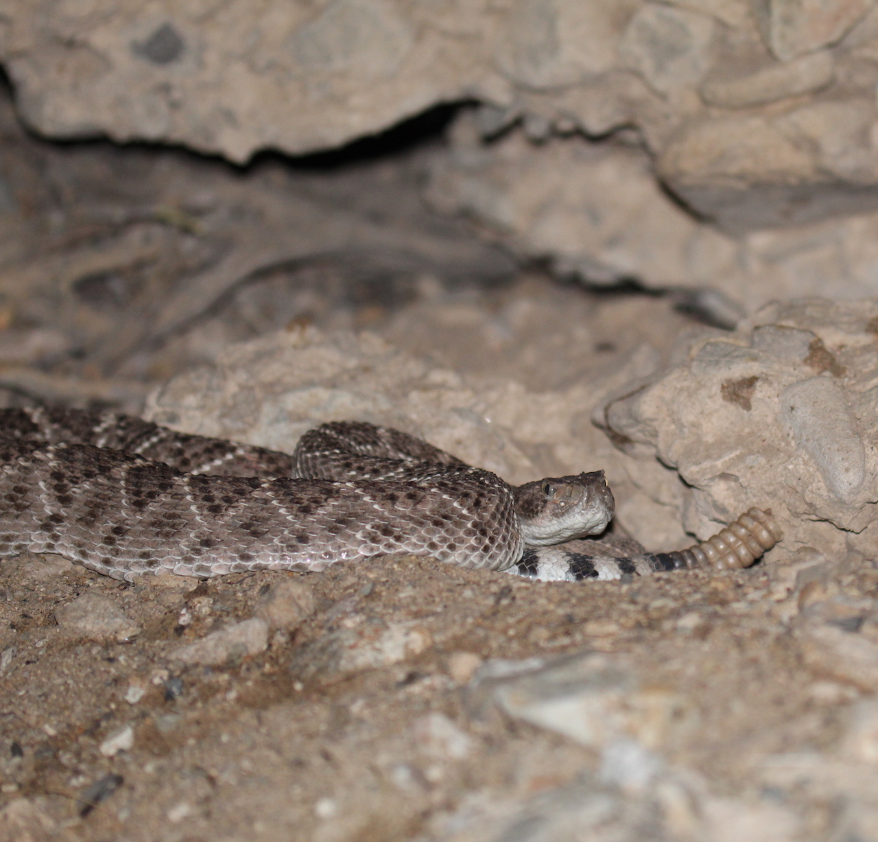 Western Diamond-backed Rattlesnake