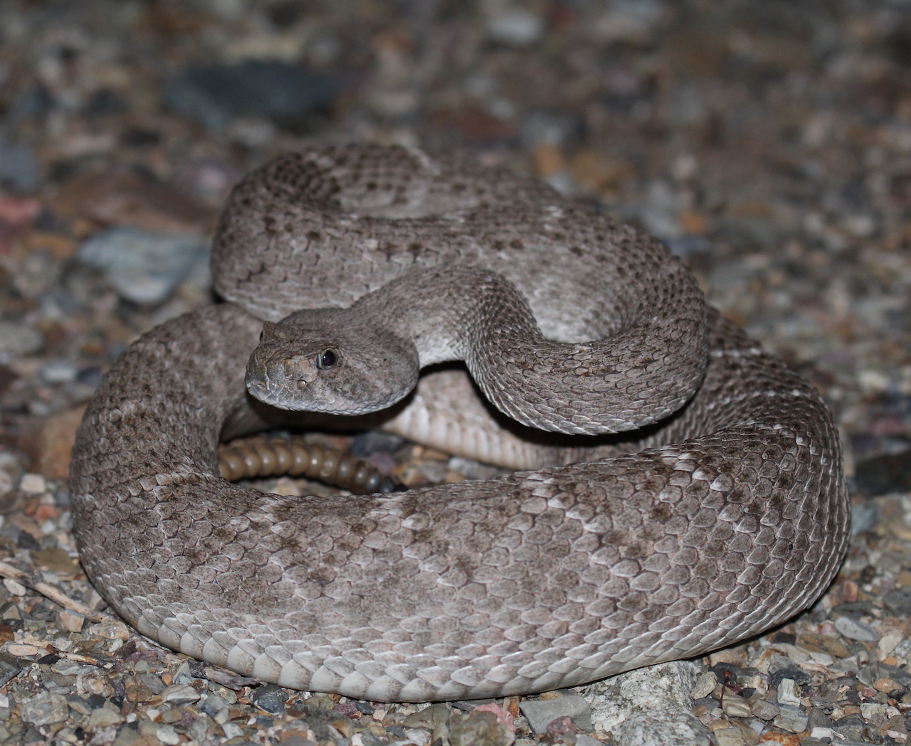 Western Diamond-backed Rattlesnake