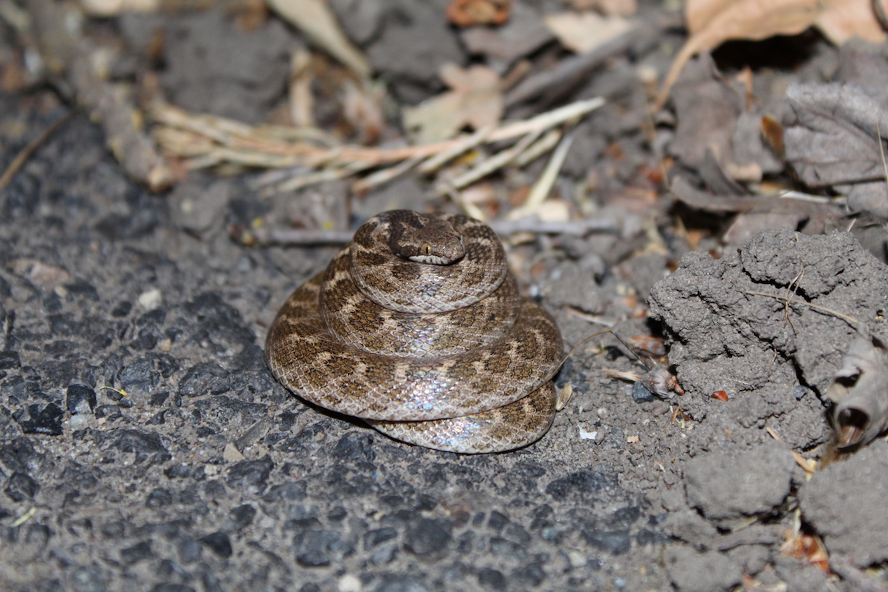 California Nightsnake