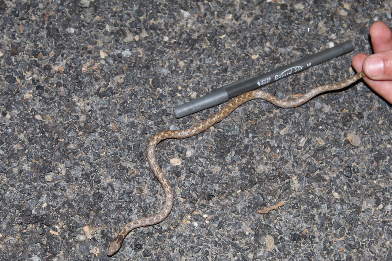 California Nightsnake