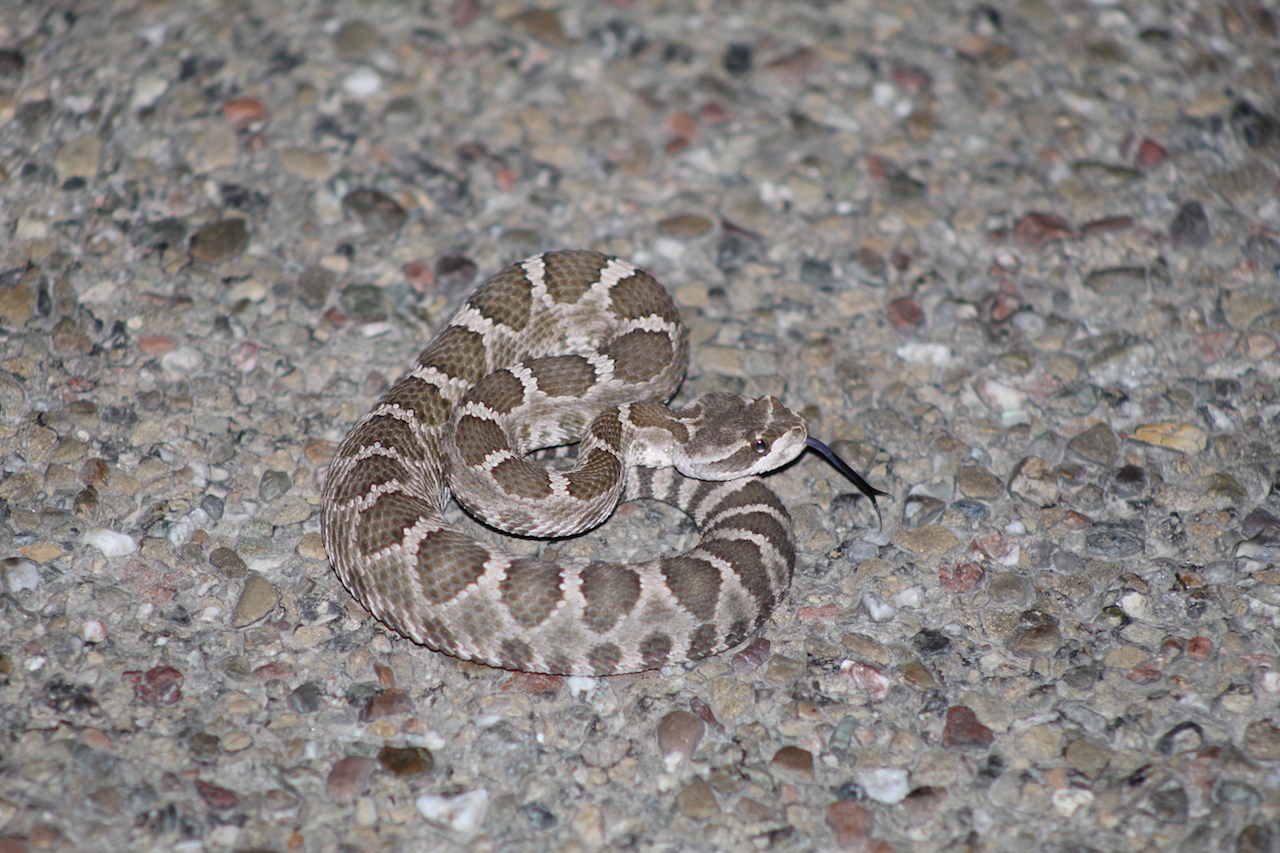 Northern Pacific Rattlesnake