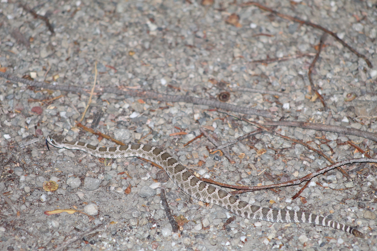 Northern Pacific Rattlesnake