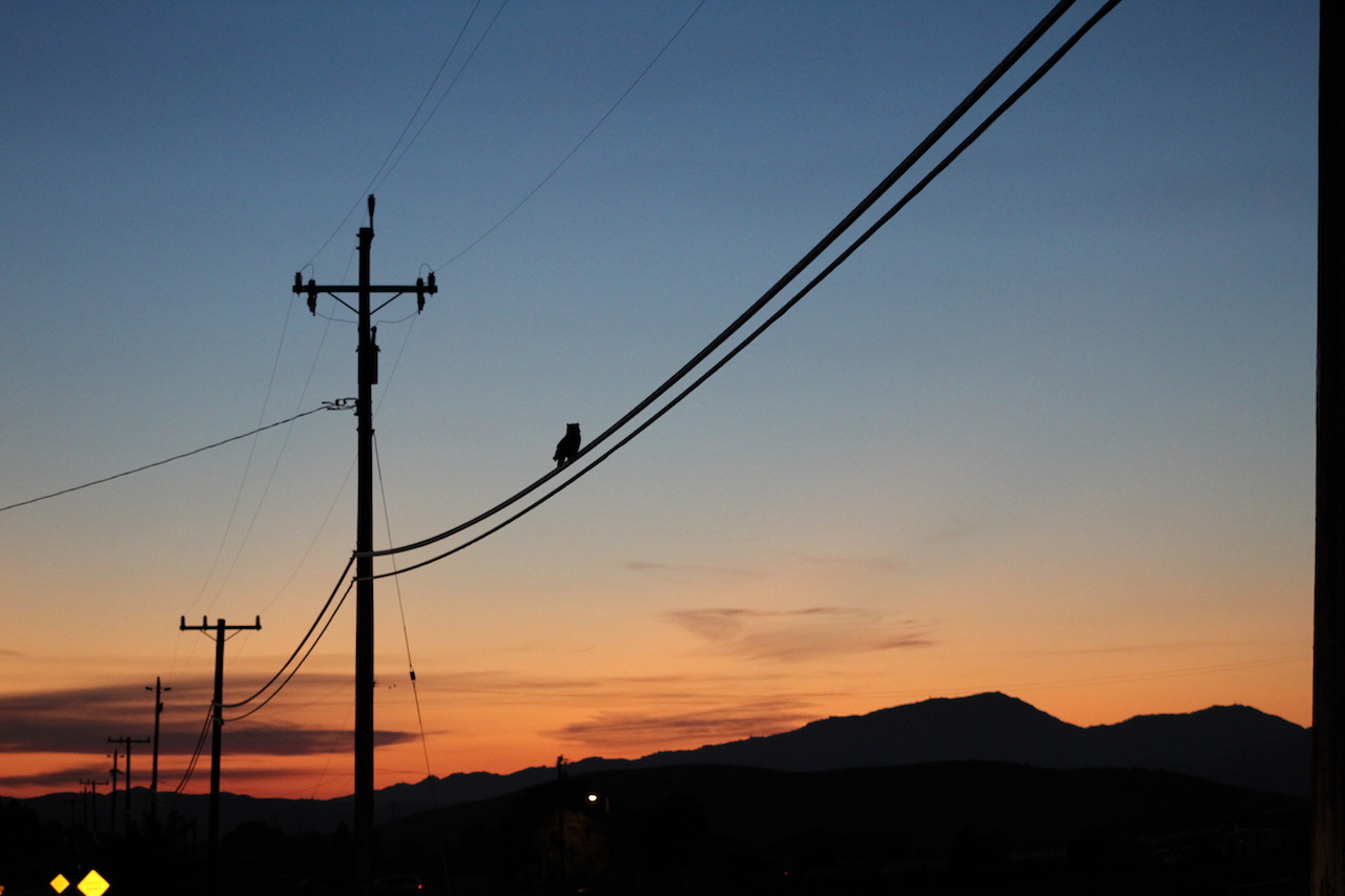 Silhoutted Owl