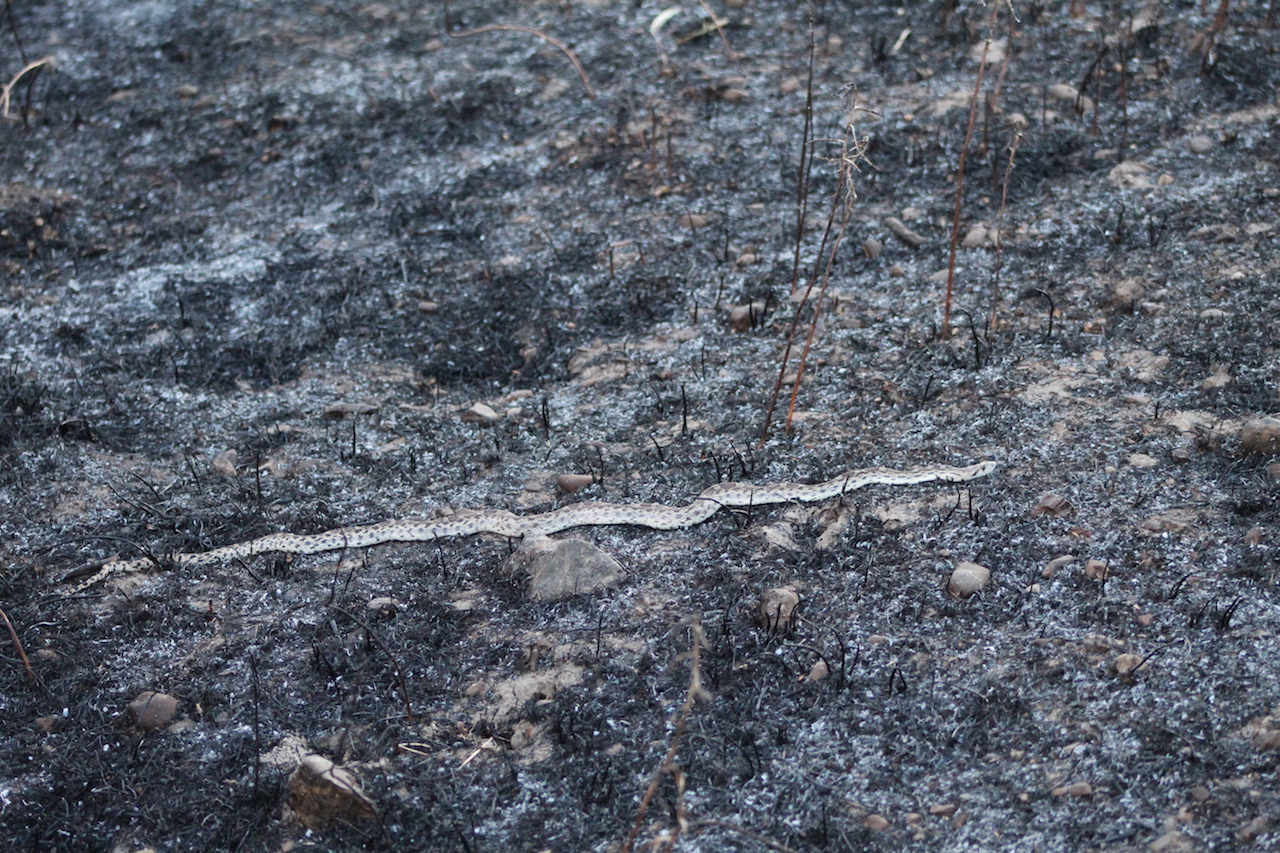 Pacific Gophersnake